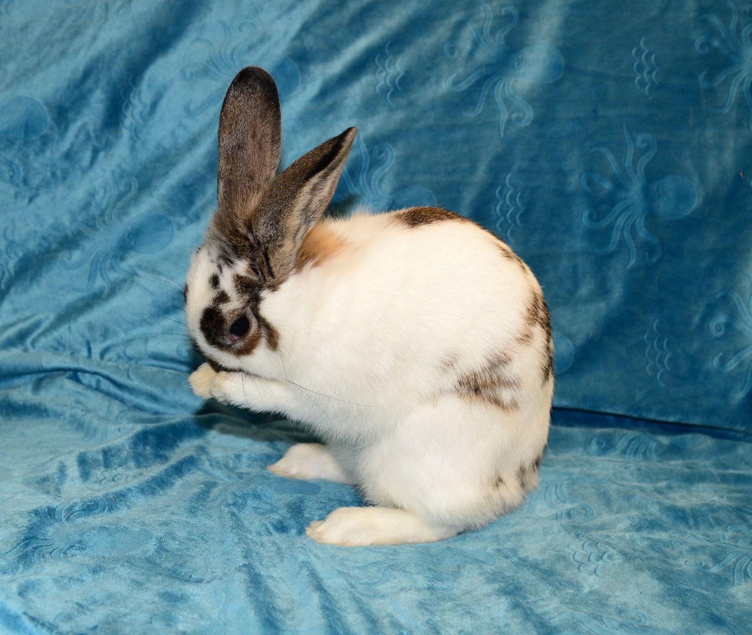 Enlarge Arabella, a Adoptable Lionhead in Chesterfield, MO image 2/3