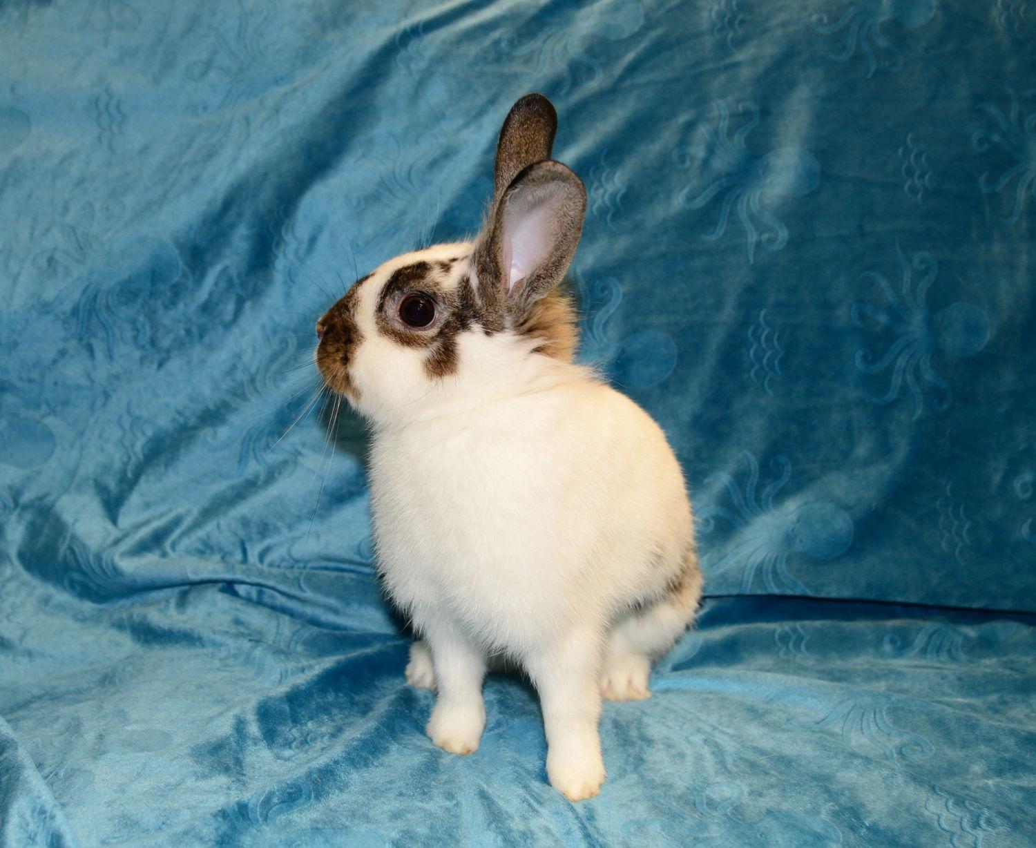 Enlarge Arabella, a Adoptable Lionhead in Chesterfield, MO image 3/3