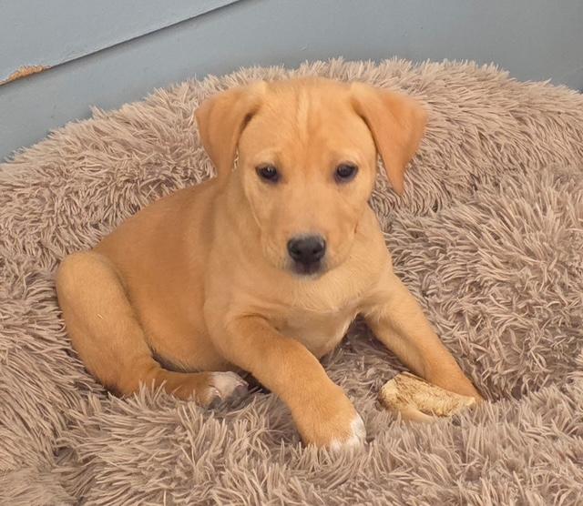 Landon, Adoptable, Puppy Male Yellow Labrador Retriever & American Staffordshire Terrier.