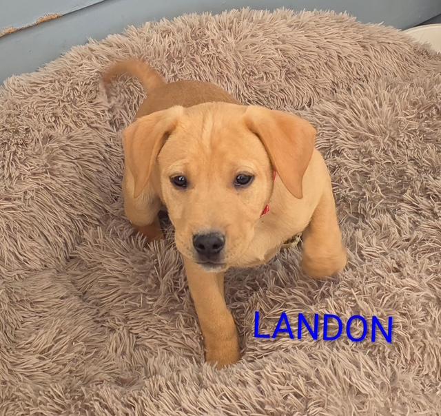 Enlarge Landon, a Adoptable mixed breed in Riverton, WY image 2/2