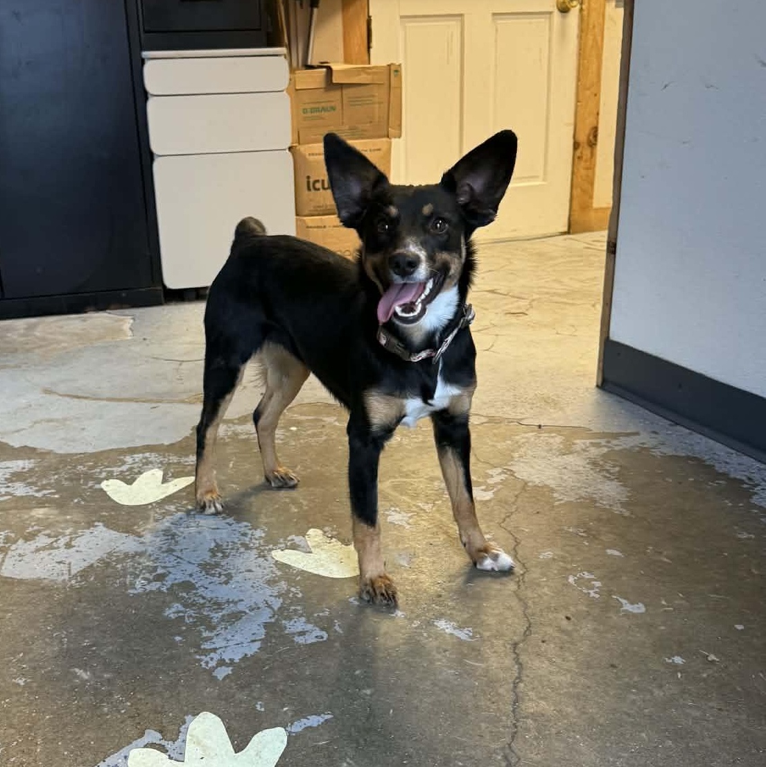 Enlarge Mary Anne, a Adoptable mixed breed in Martinsville, IN image 3/4