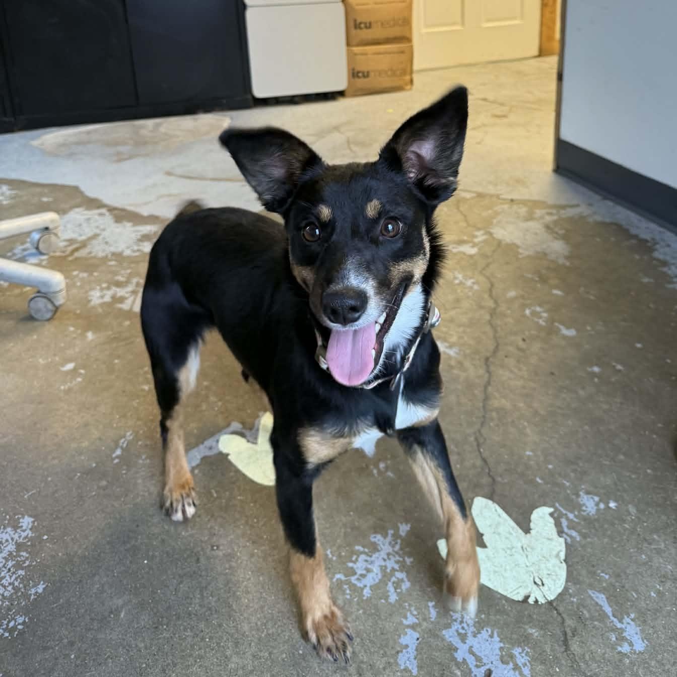 Mary Anne, Adoptable, Puppy Female Australian Kelpie & Whippet.