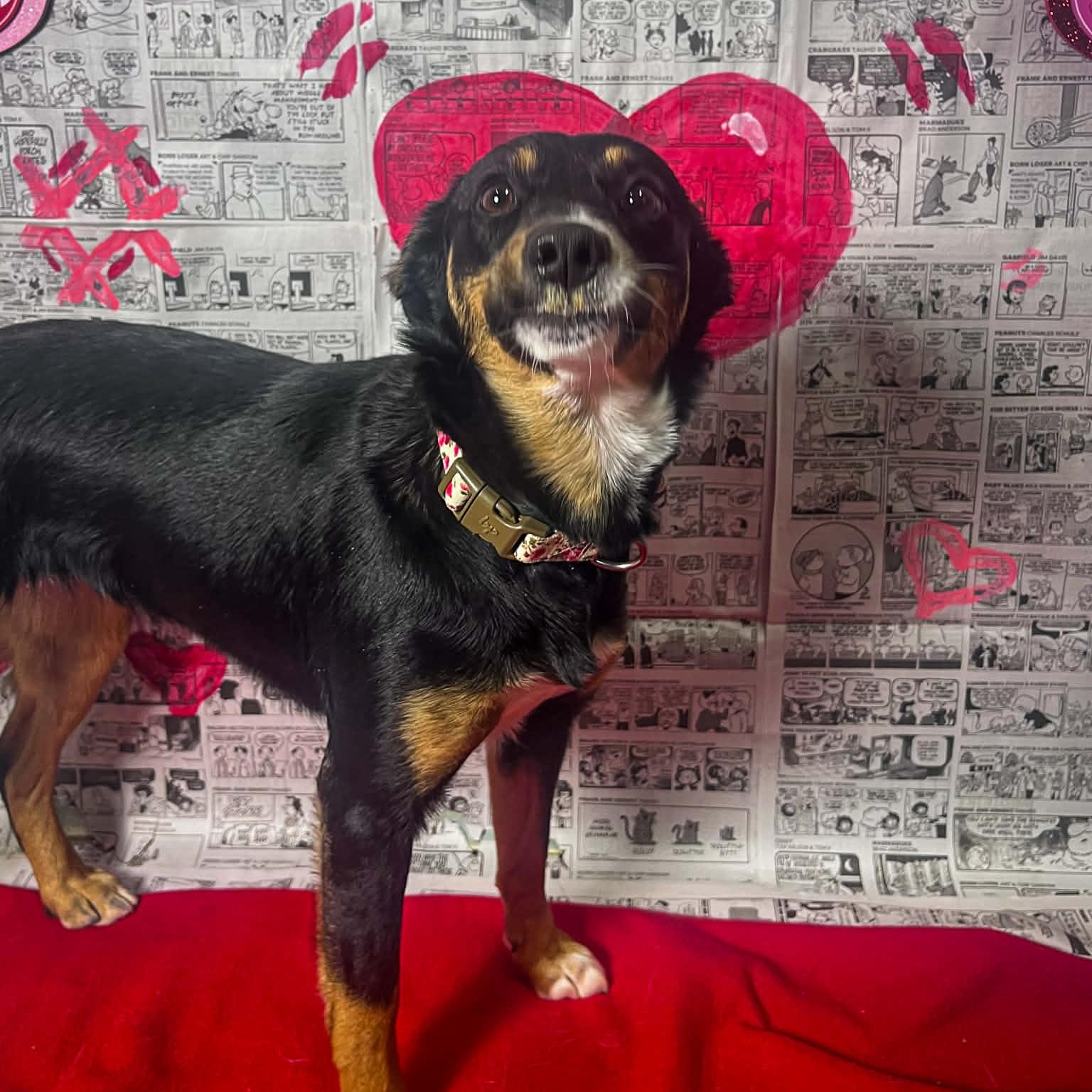 Enlarge Mary Anne, an adoptable mixed breed in Martinsville, IN image 1/4