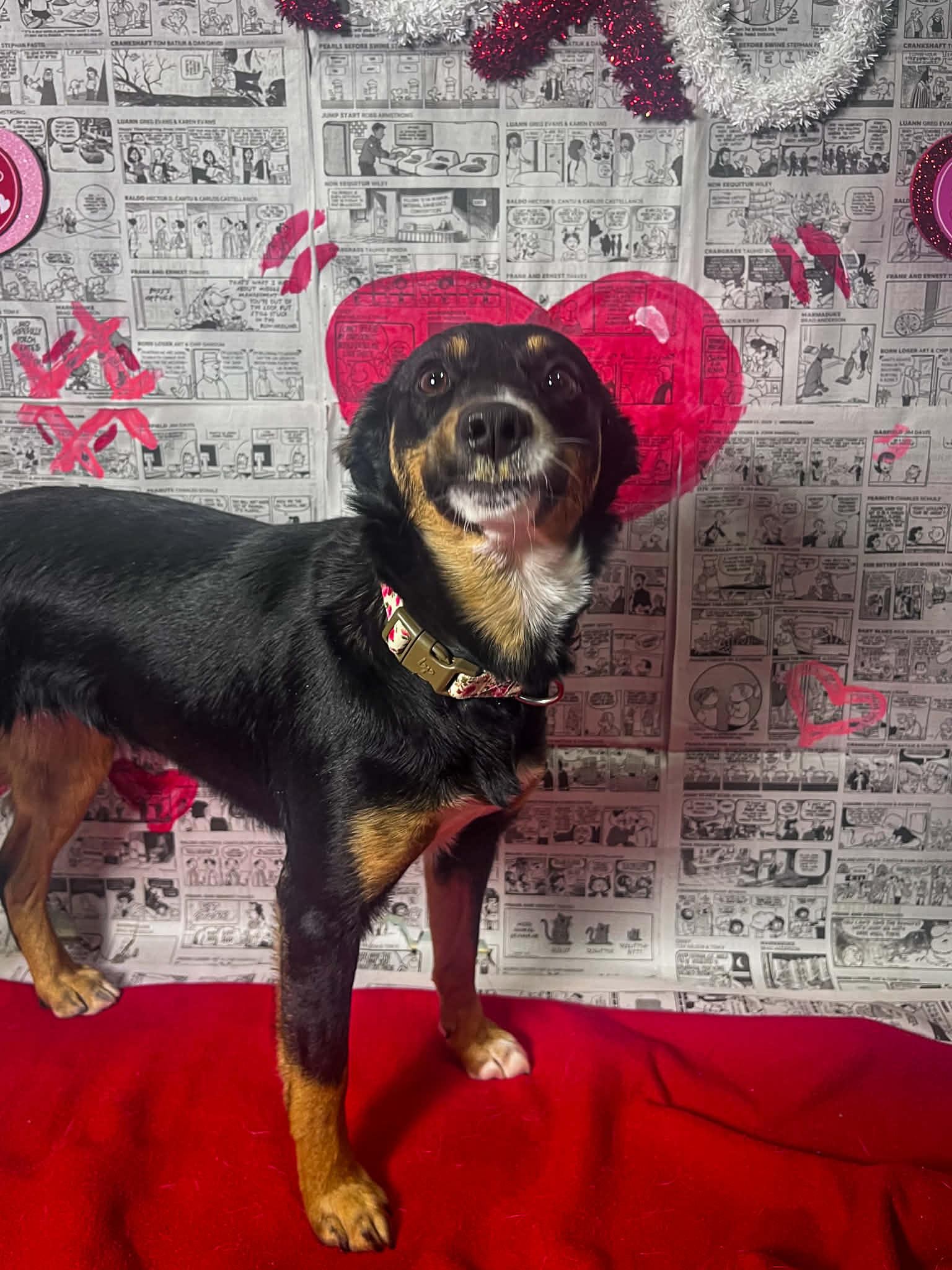 Enlarge Mary Anne, a Adoptable mixed breed in Martinsville, IN image 2/4