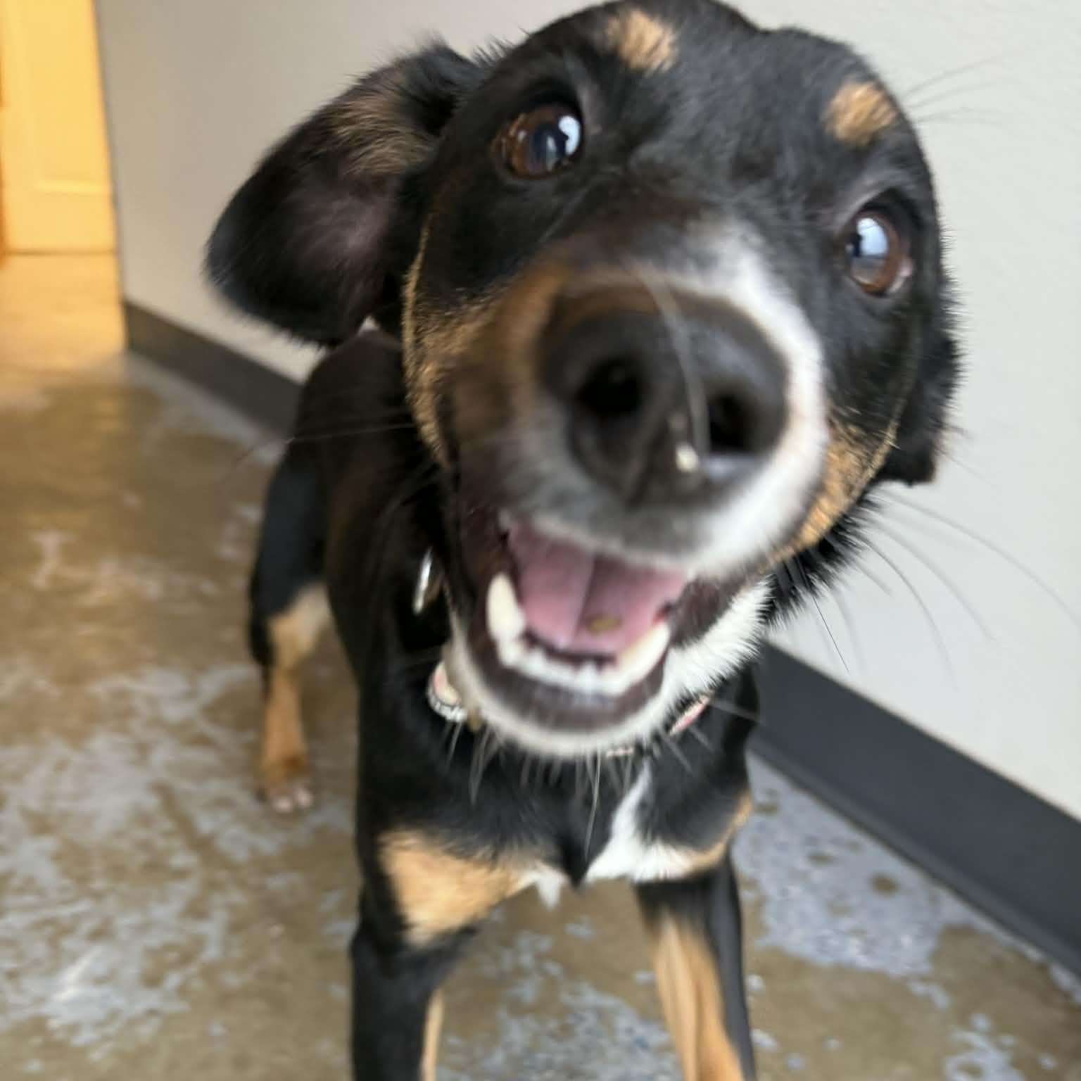 Enlarge Mary Anne, a Adoptable mixed breed in Martinsville, IN image 4/4