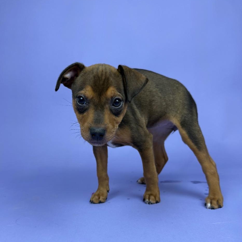 Enlarge Everly, a Adoptable mixed breed in Harrisburg, PA image 3/3