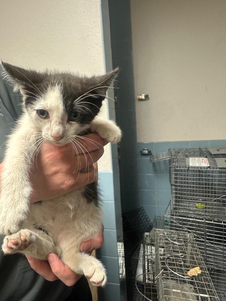 Tinky-Winky, Adoptable, Kitten Male Domestic Short Hair.