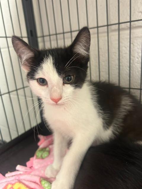Enlarge Tinky-Winky, a Adoptable mixed breed in Rock Springs, WY image 2/2