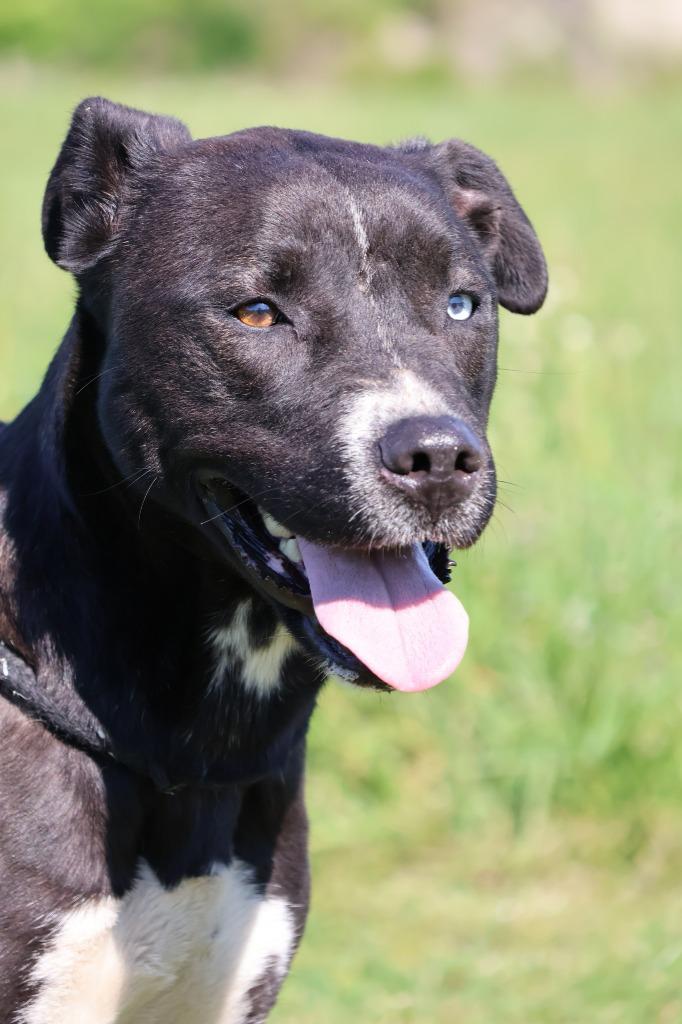 Posey(Belle), Adoptable, Adult Female Mixed Breed.