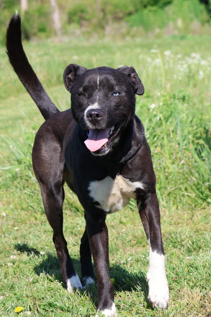 Enlarge Posey(Belle), a Adoptable mixed breed in Columbia, TN image 2/4