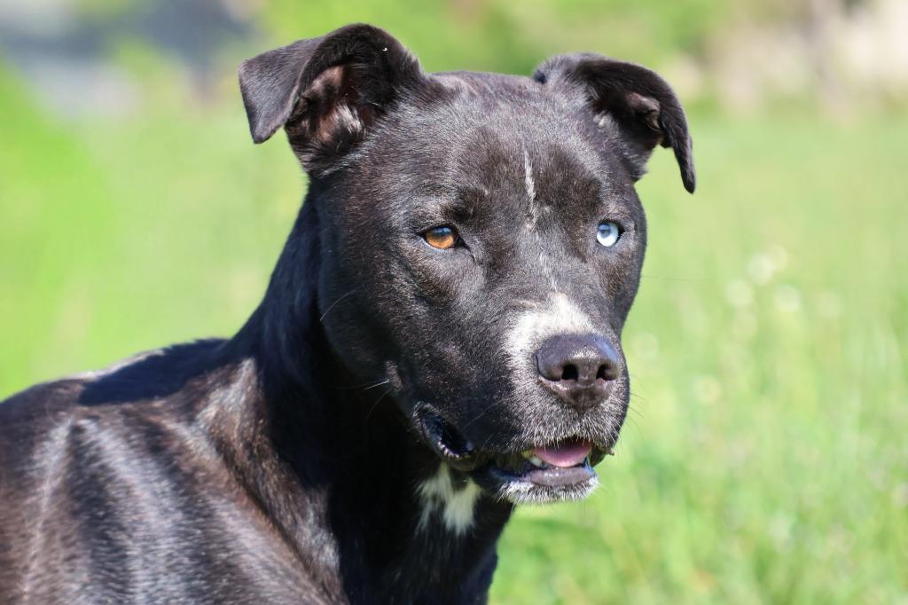 Enlarge Posey(Belle), a Adoptable mixed breed in Columbia, TN image 3/4