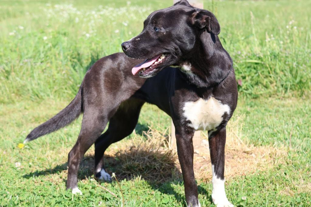 Enlarge Posey(Belle), a Adoptable mixed breed in Columbia, TN image 4/4