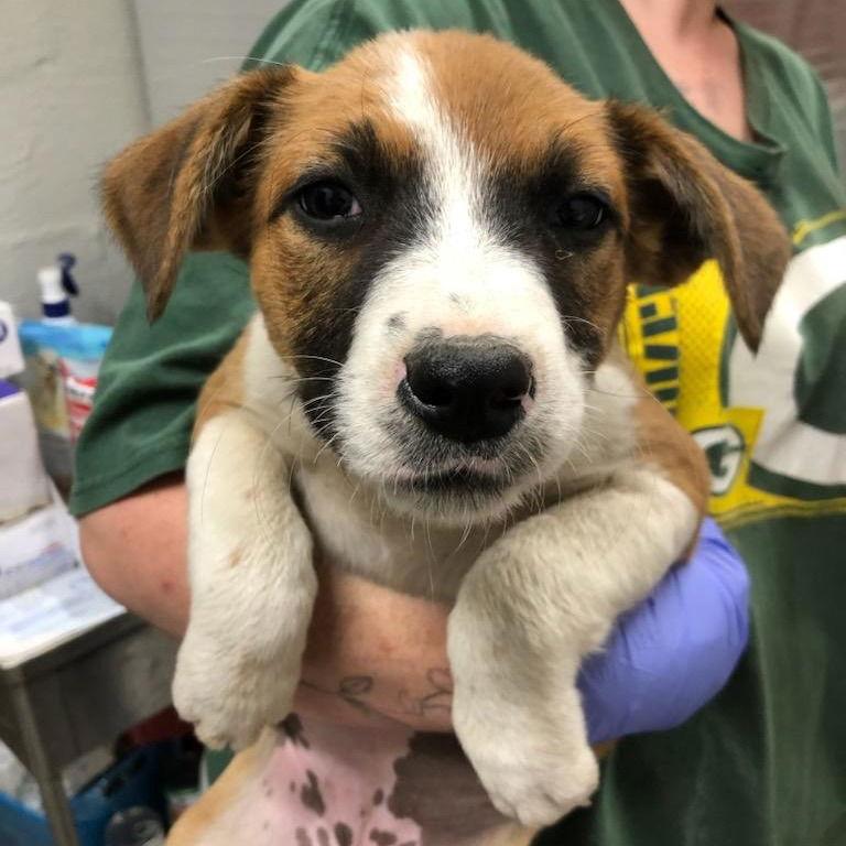 Enlarge Aquarius, a Adoptable Terrier in Locust Fork, AL image 1/1