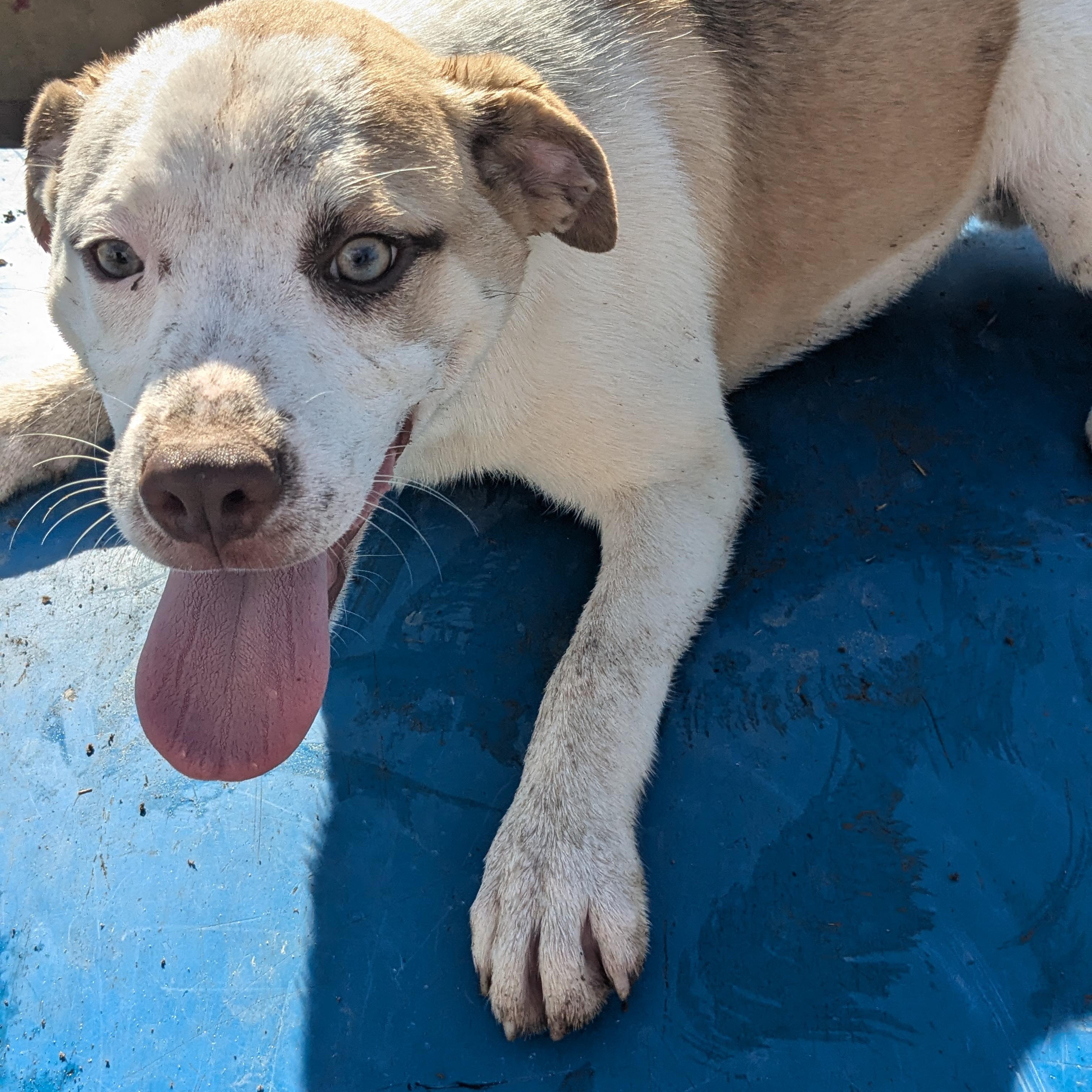 Reed, a Adoptable mixed breed in Manchester, NH image 1/3