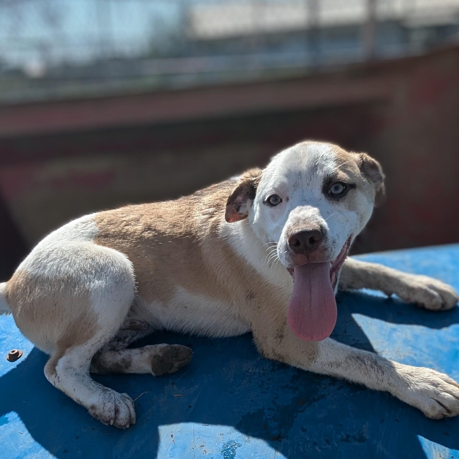 Reed, a Adoptable mixed breed in Manchester, NH image 3/3