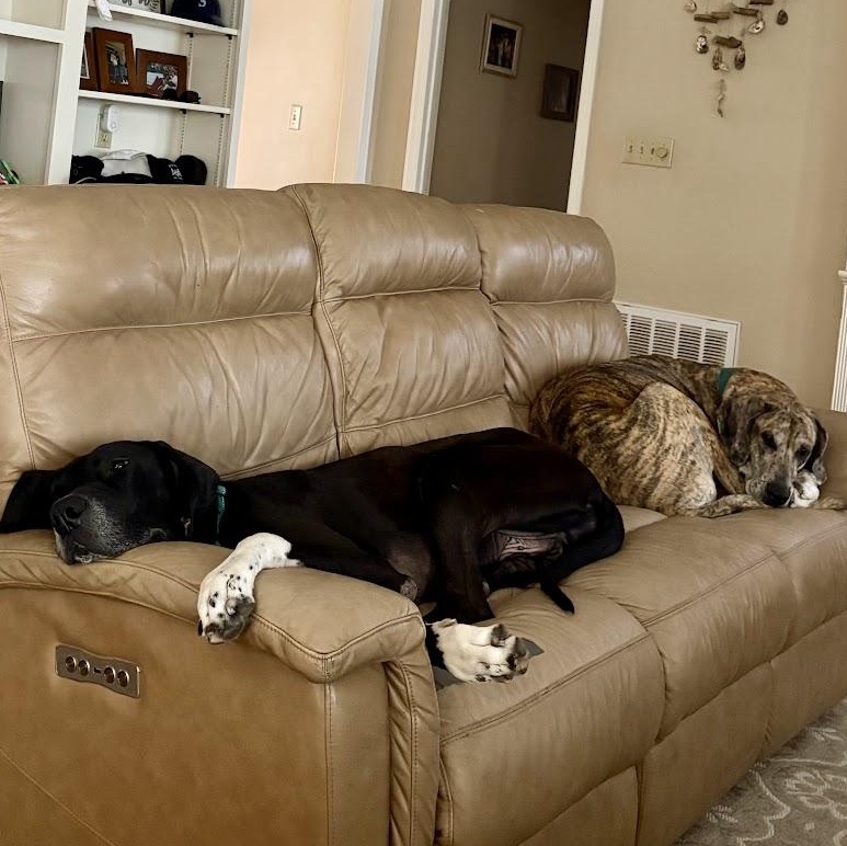Dash, a ADOPTABLE Great Dane in Pensacola, FL image 5/6