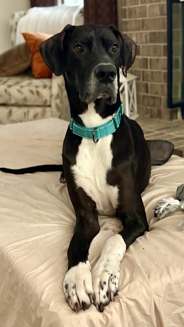 Dash, a ADOPTABLE Great Dane in Pensacola, FL image 3/6