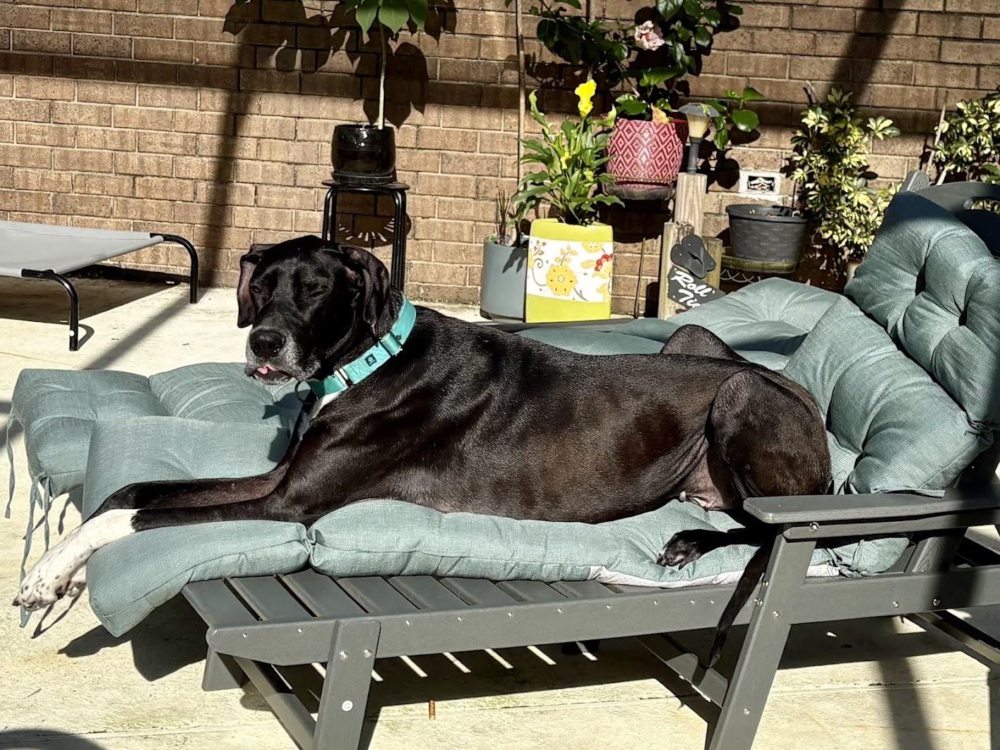 Dash, a ADOPTABLE Great Dane in Pensacola, FL image 6/6