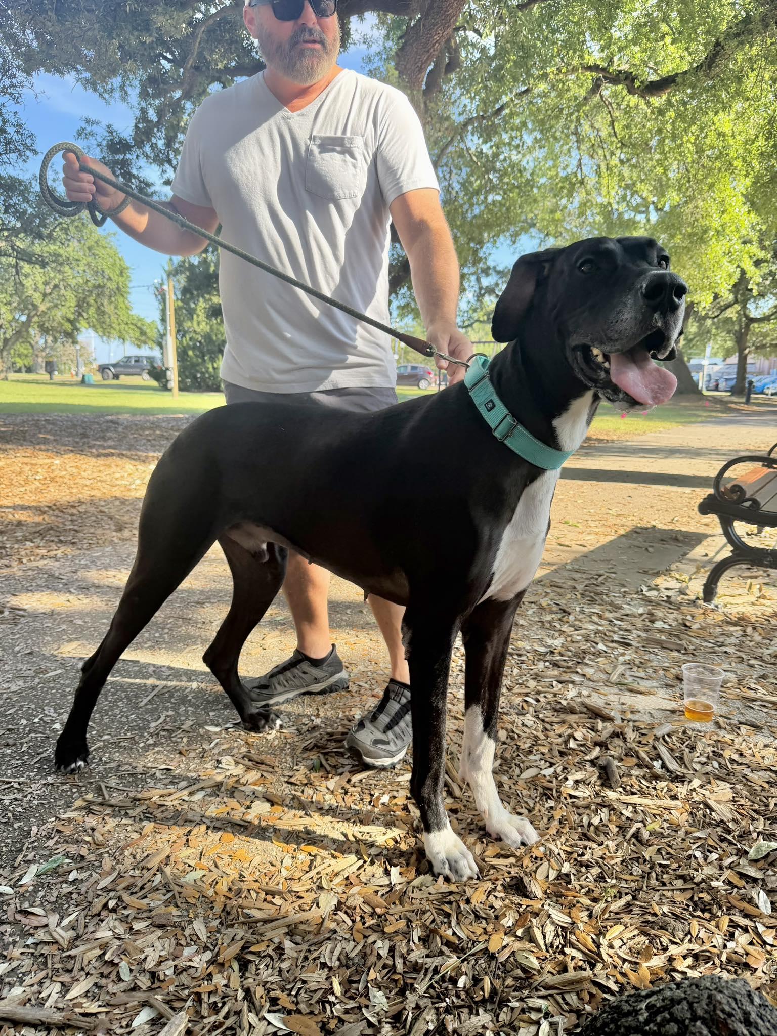 Dash, ADOPTABLE, Adult Male Great Dane.