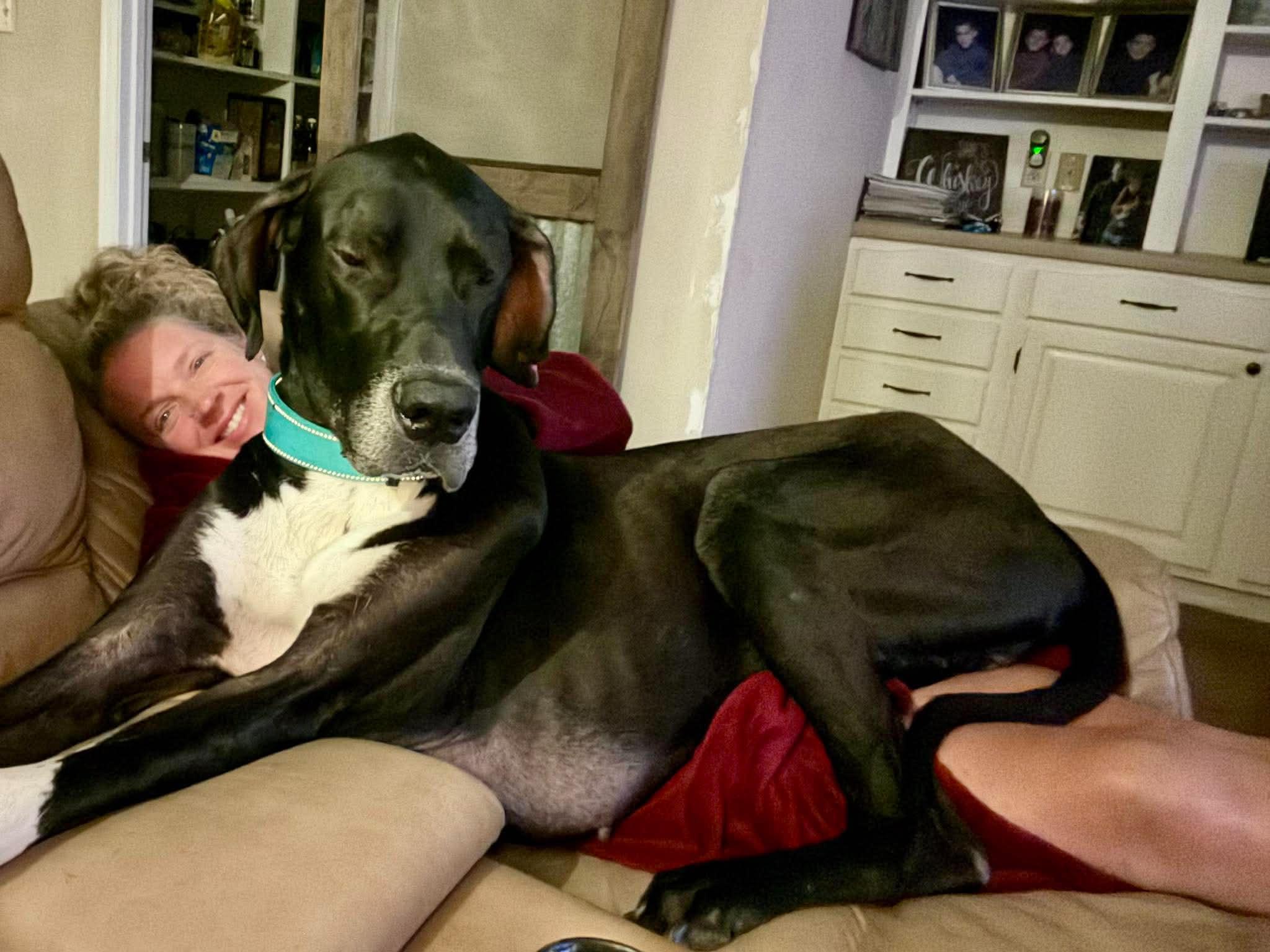 Dash, a ADOPTABLE Great Dane in Pensacola, FL image 2/6