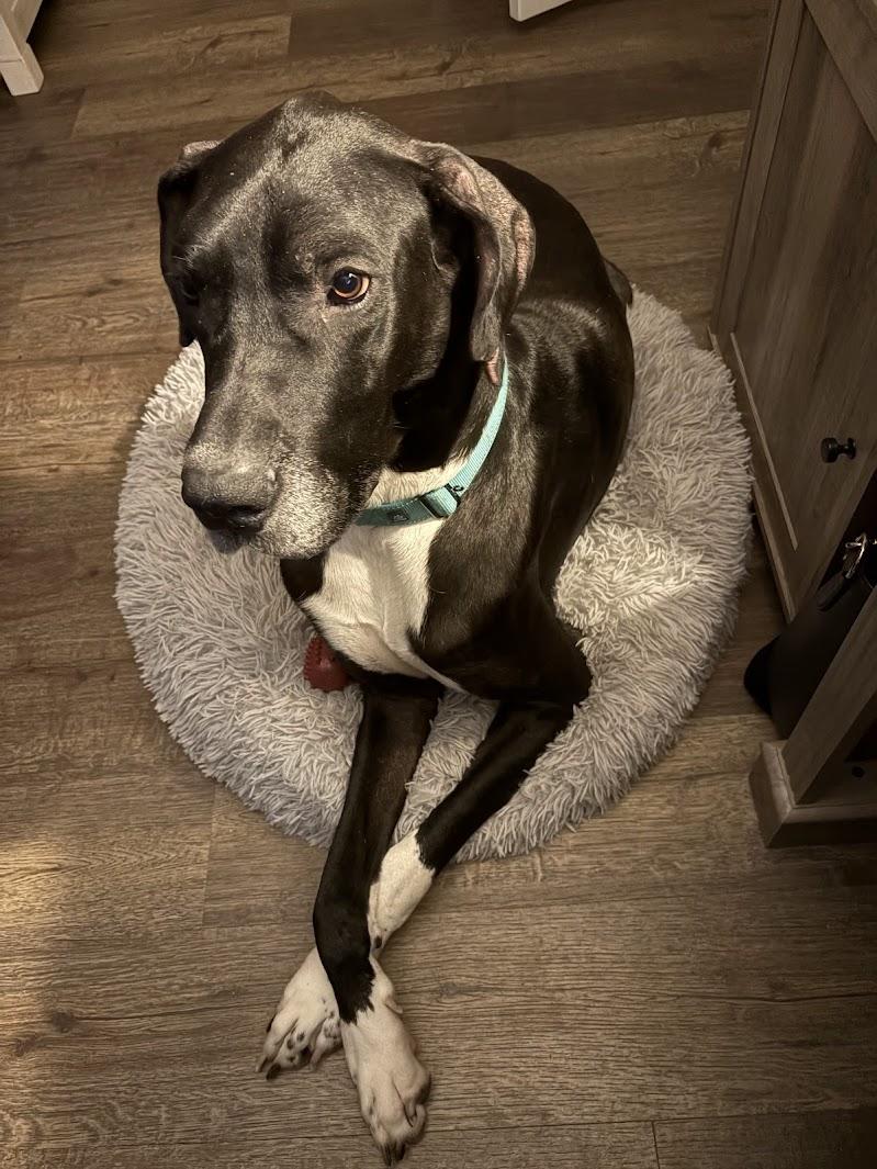 Dash, a ADOPTABLE Great Dane in Pensacola, FL image 4/6