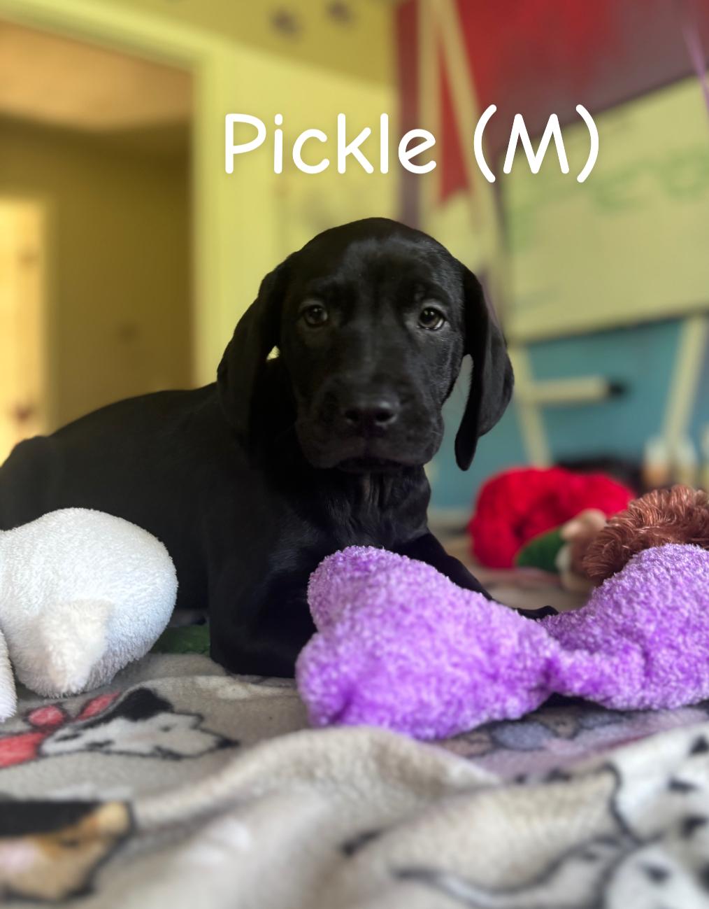 Enlarge Pickle, a Adopted mixed breed in Felton, PA image 1/1