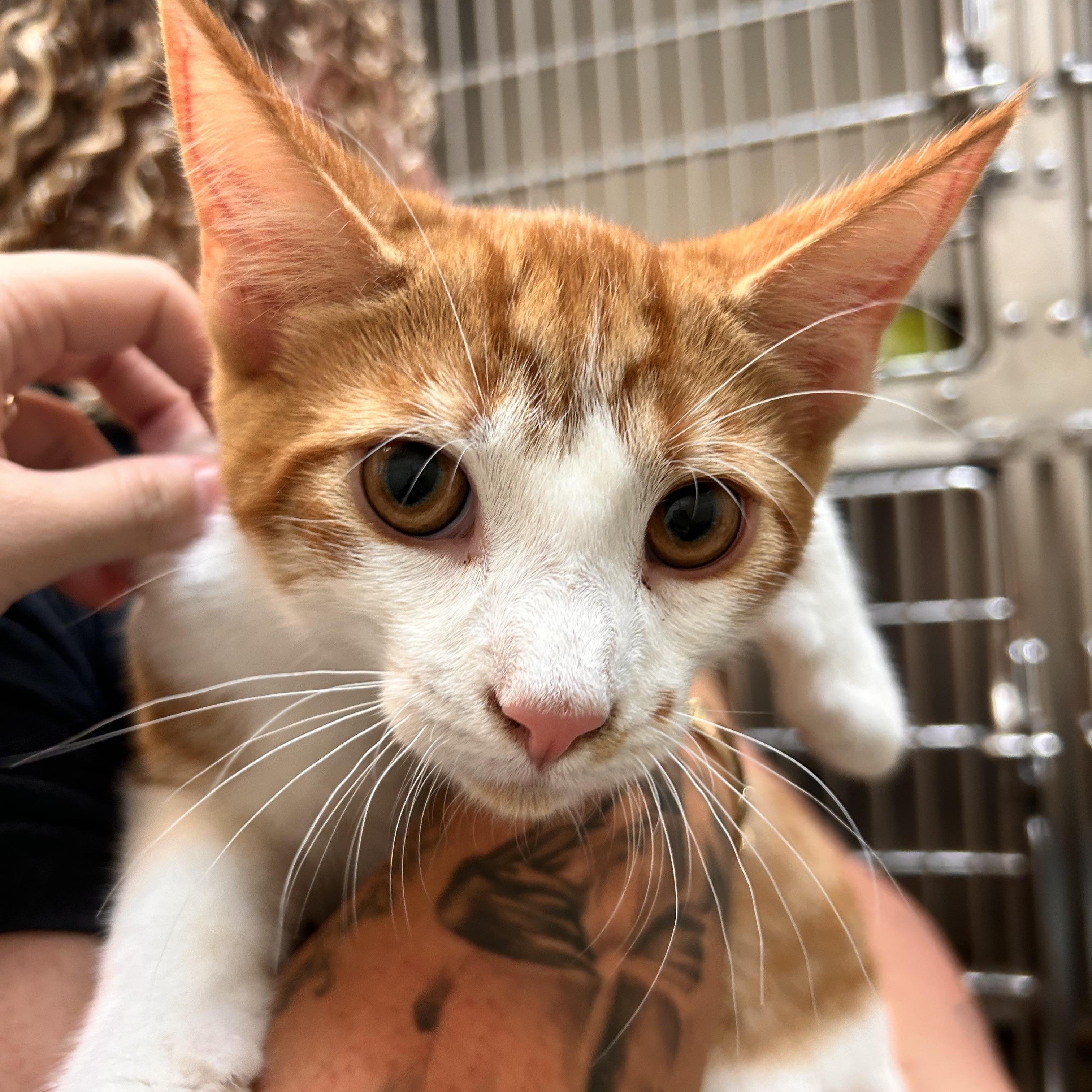 Fish Legs, Adopted, Young Male Domestic Short Hair.