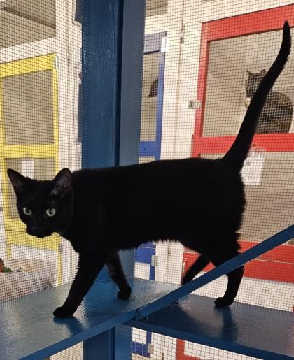 Tessa, a Adoptable mixed breed in Freeport, IL image 3/3