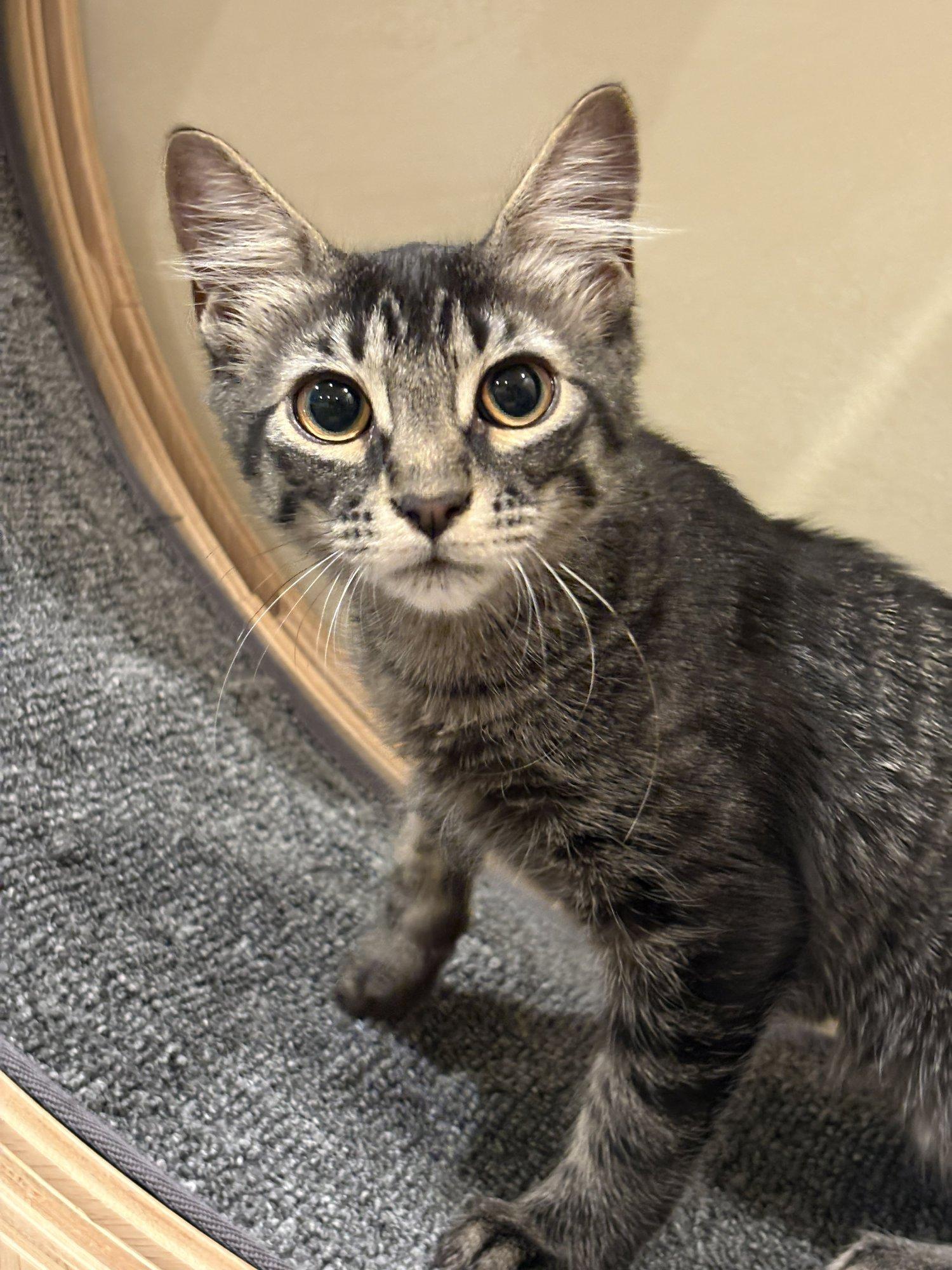 Leia, an adoptable mixed breed in Santa Clara, CA image 1/6