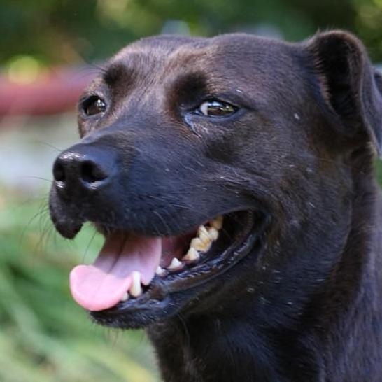 Enlarge Maw Maw, a Adoptable Labrador Retriever in Lancaster, OH image 1/1