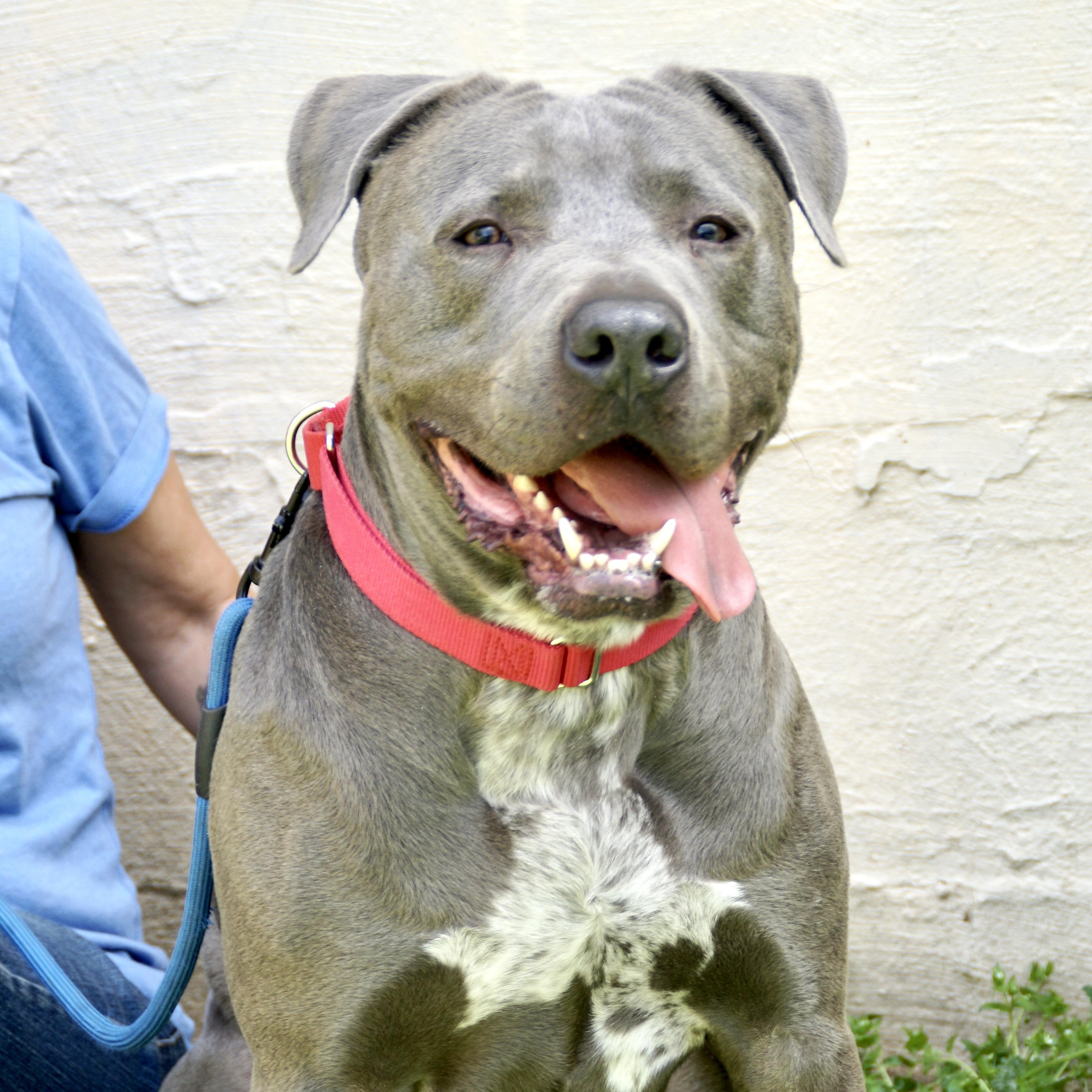 Yoogie -s, ADOPTABLE, Adult Male American Bulldog & Boxer.