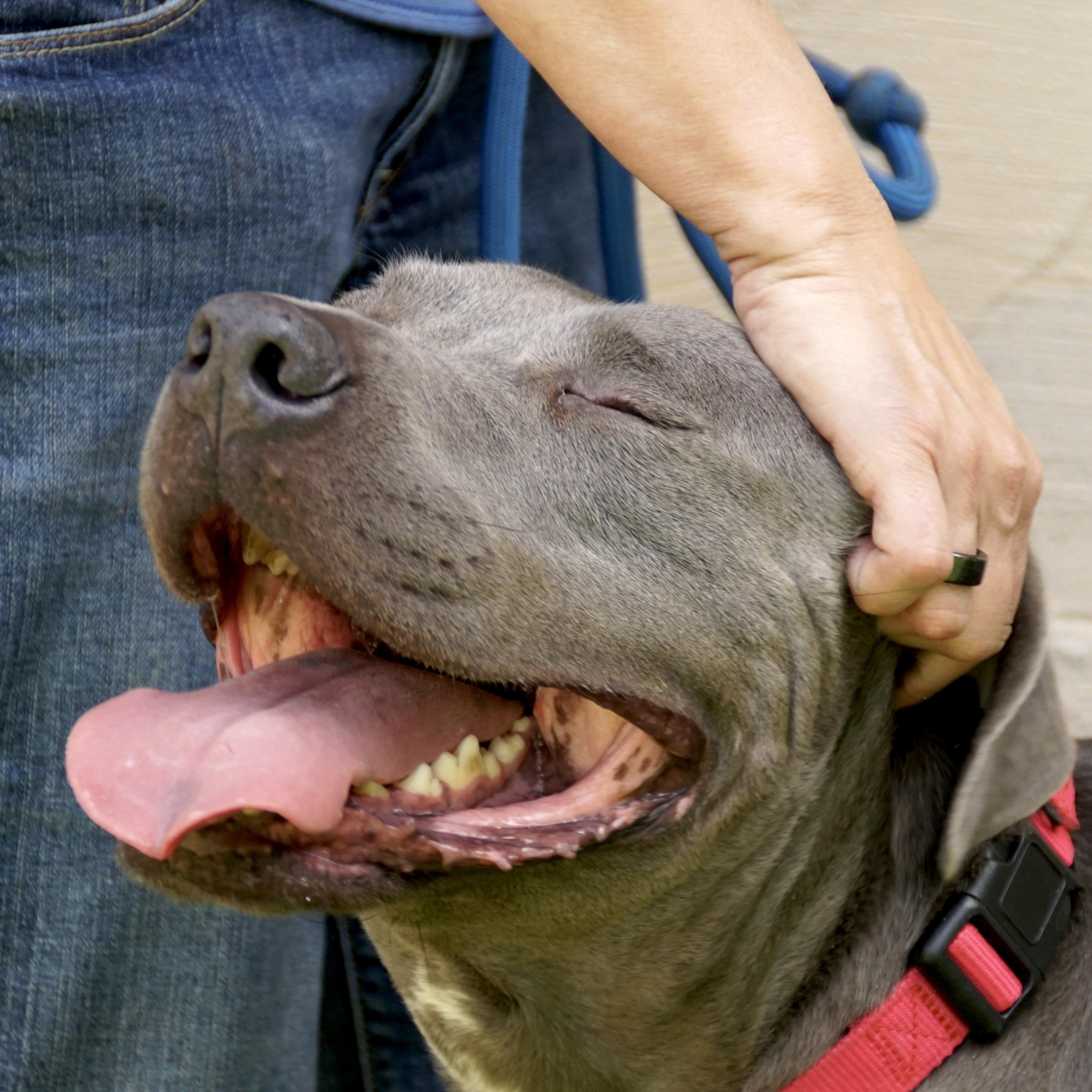 Enlarge Yoogie -s, a ADOPTABLE mixed breed in Sequatchie, TN image 3/6
