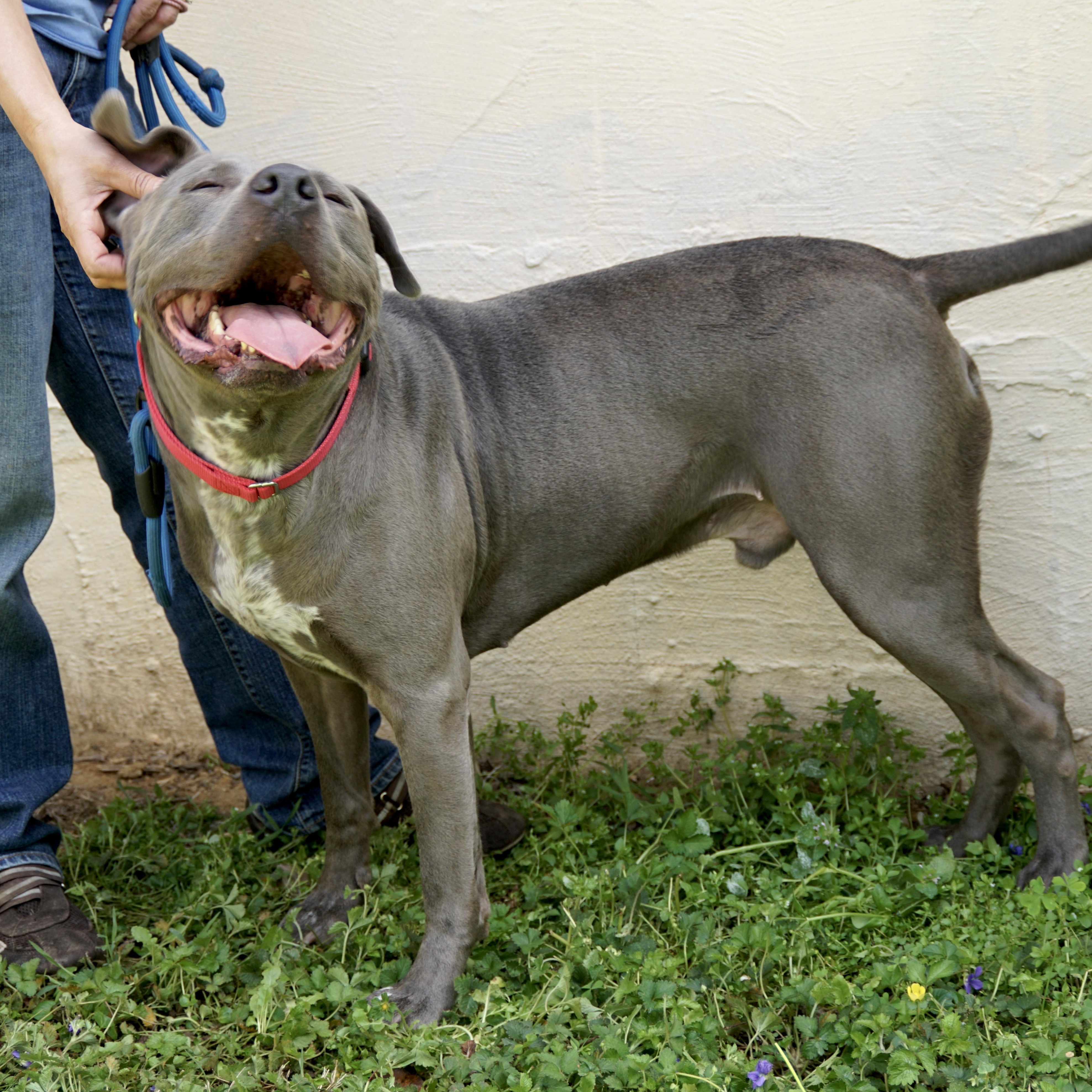 Enlarge Yoogie -s, a ADOPTABLE mixed breed in Sequatchie, TN image 2/6