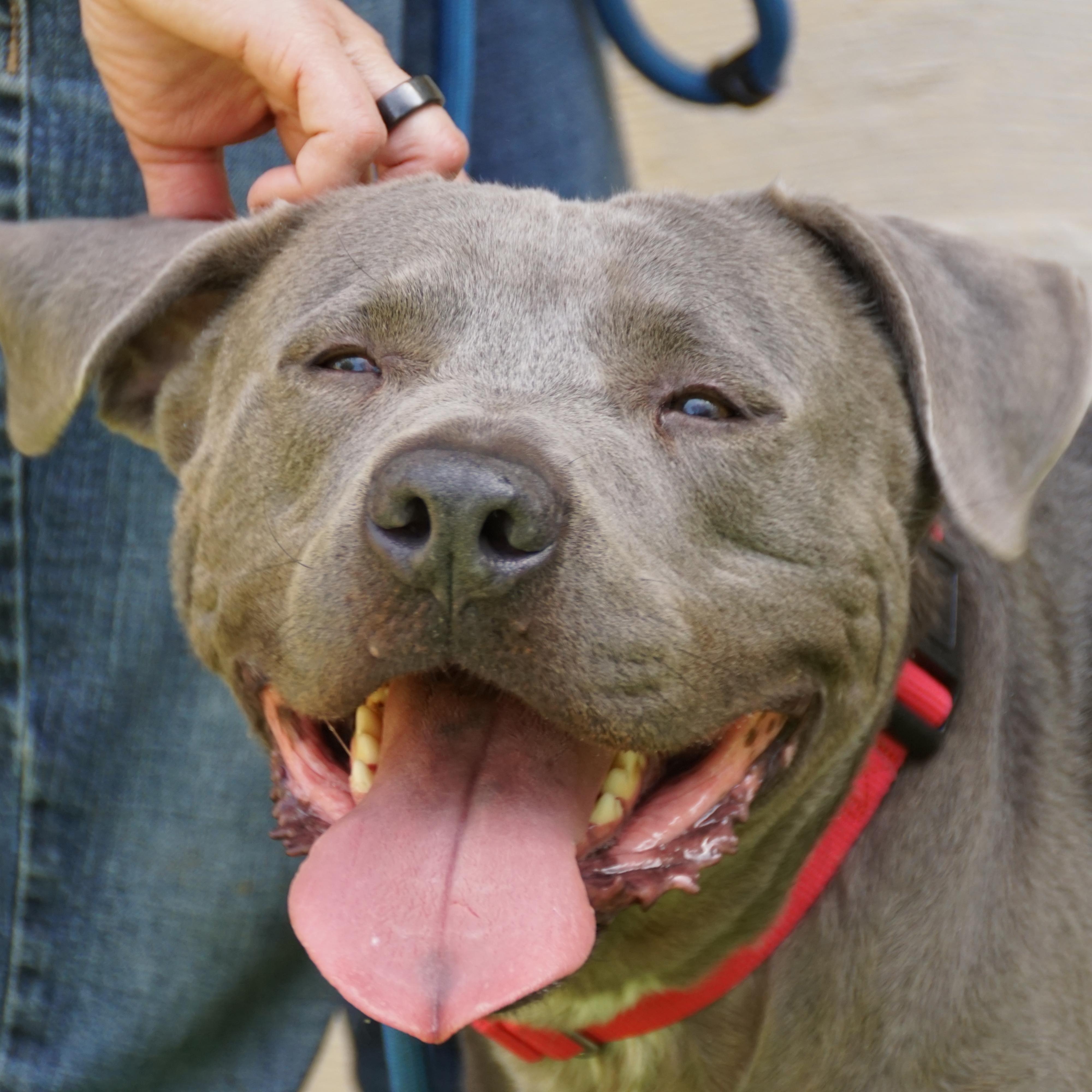Enlarge Yoogie -s, a ADOPTABLE mixed breed in Sequatchie, TN image 5/6