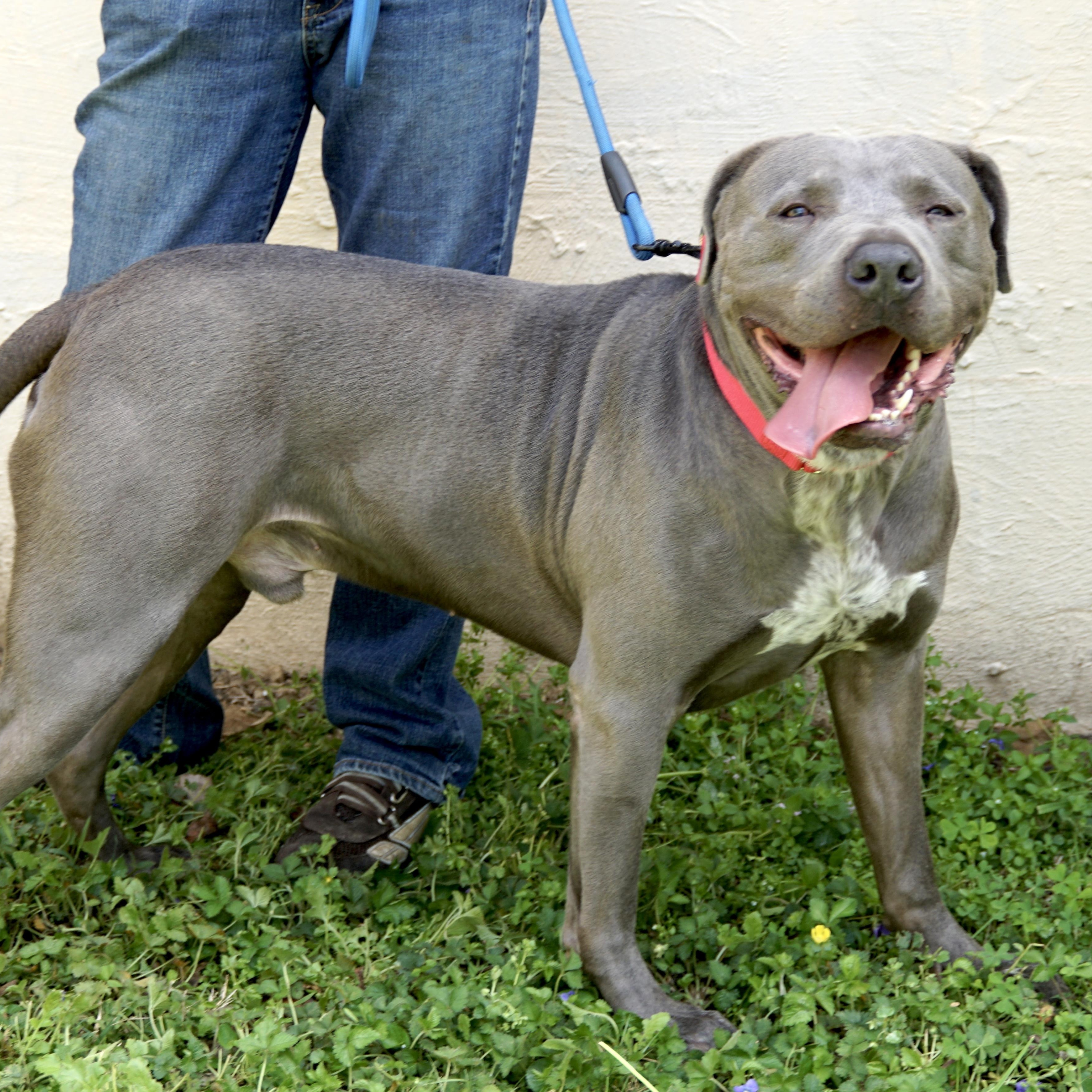 Enlarge Yoogie -s, a ADOPTABLE mixed breed in Sequatchie, TN image 4/6