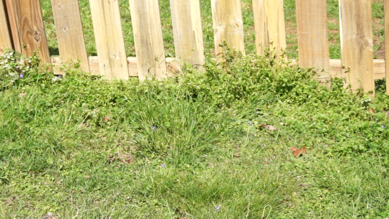 Enlarge Yoogie -s, a ADOPTABLE mixed breed in Sequatchie, TN video 6/6