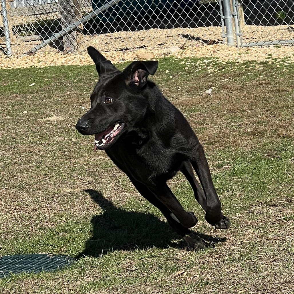 Tator, a Adoptable mixed breed in Blairsville, GA image 1/6