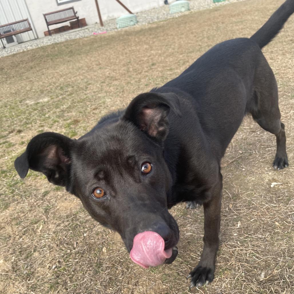 Tator, a Adoptable mixed breed in Blairsville, GA image 2/6