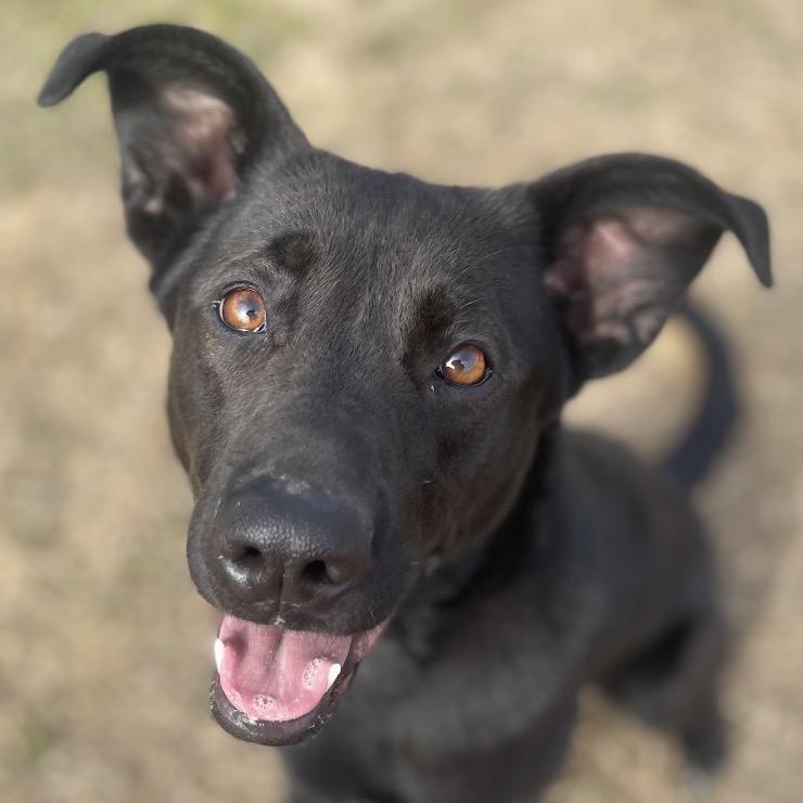 Tator, a Adoptable mixed breed in Blairsville, GA image 3/6