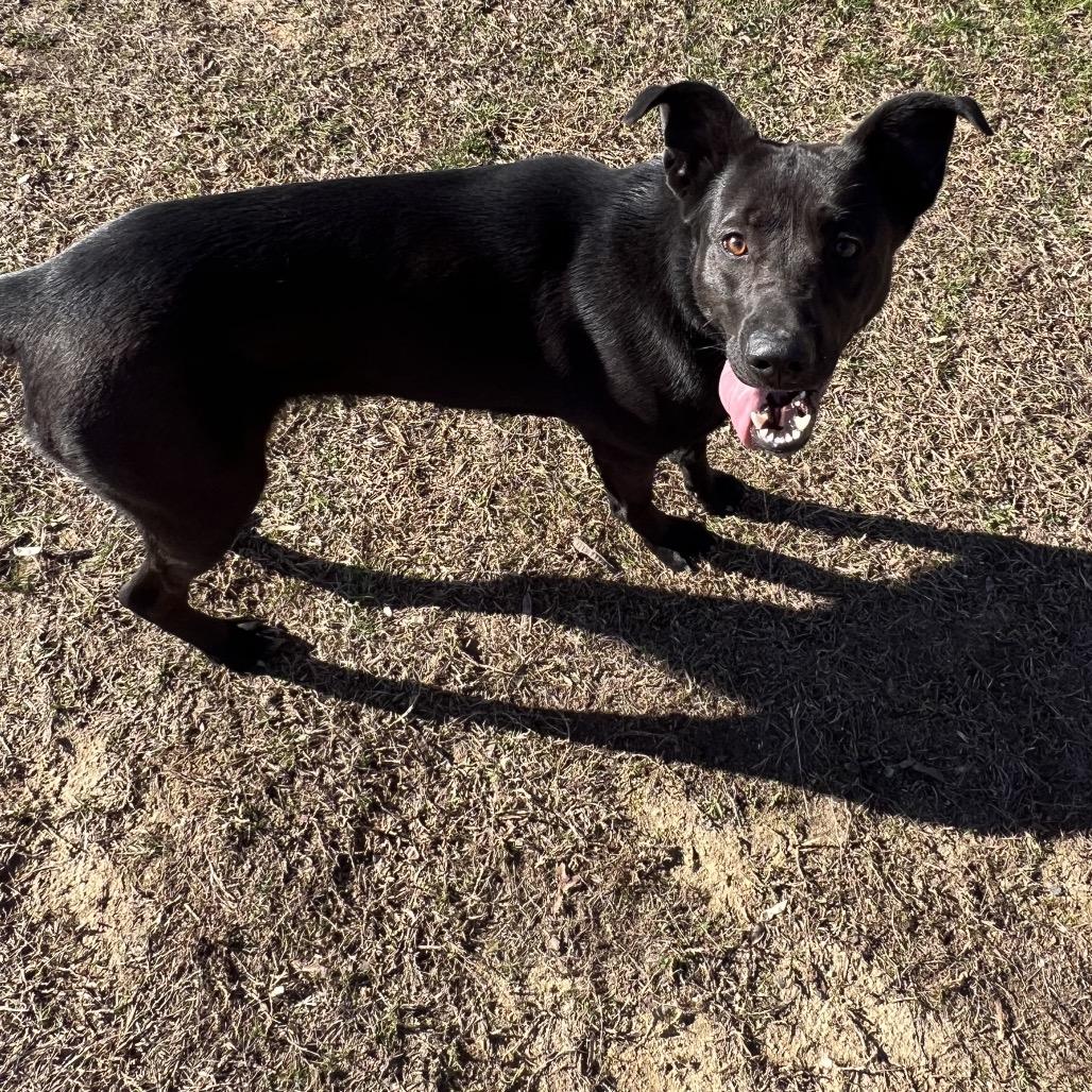 Tator, a Adoptable mixed breed in Blairsville, GA image 4/6