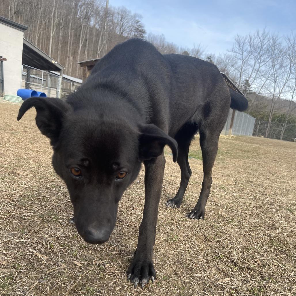 Tator, a Adoptable mixed breed in Blairsville, GA image 5/6