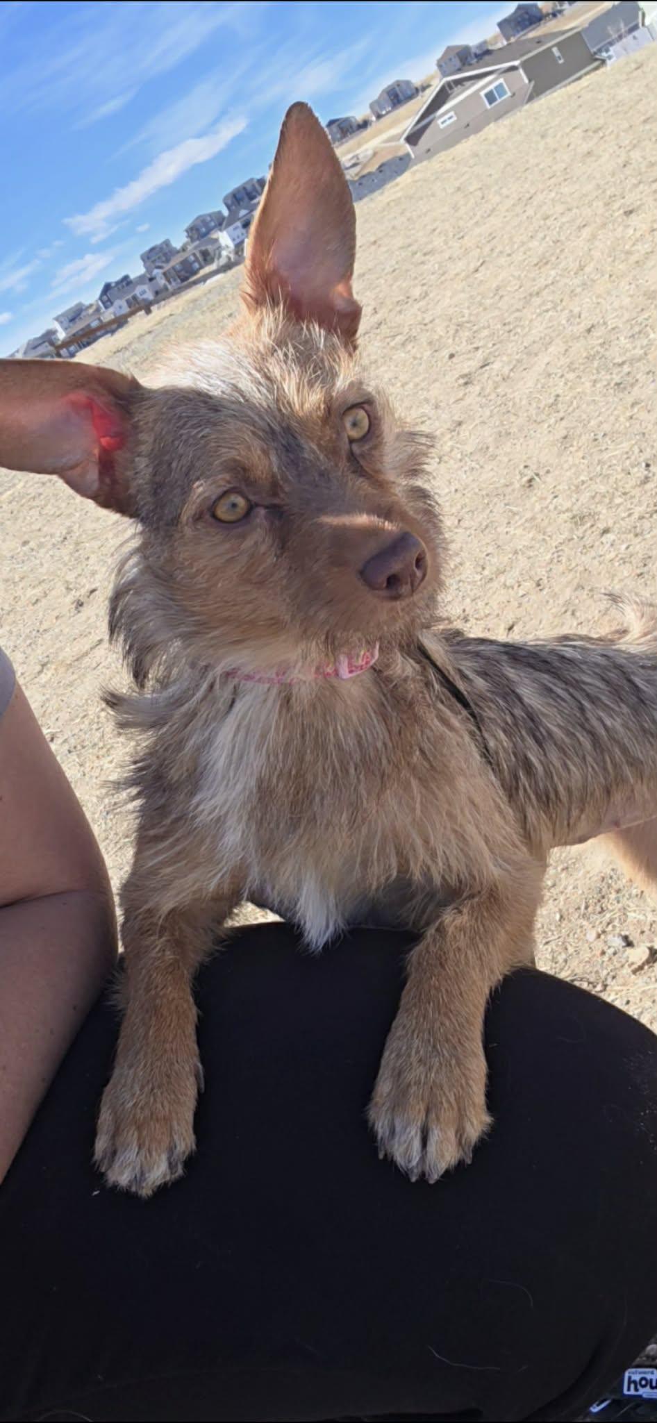 Enlarge Peaches, a Adoptable Terrier in Littleton, CO image 1/3