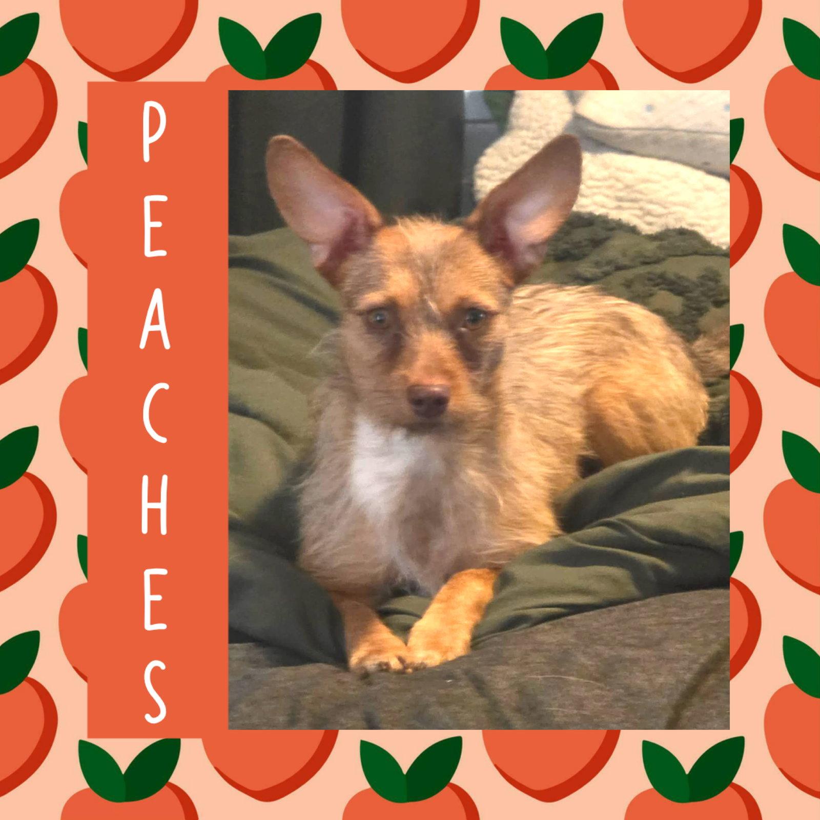 Enlarge Peaches, a Adoptable Terrier in Littleton, CO image 2/3
