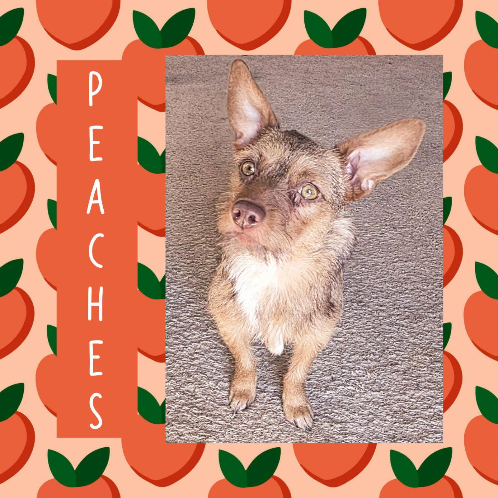 Peaches, Adoptable, Adult Female Terrier.
