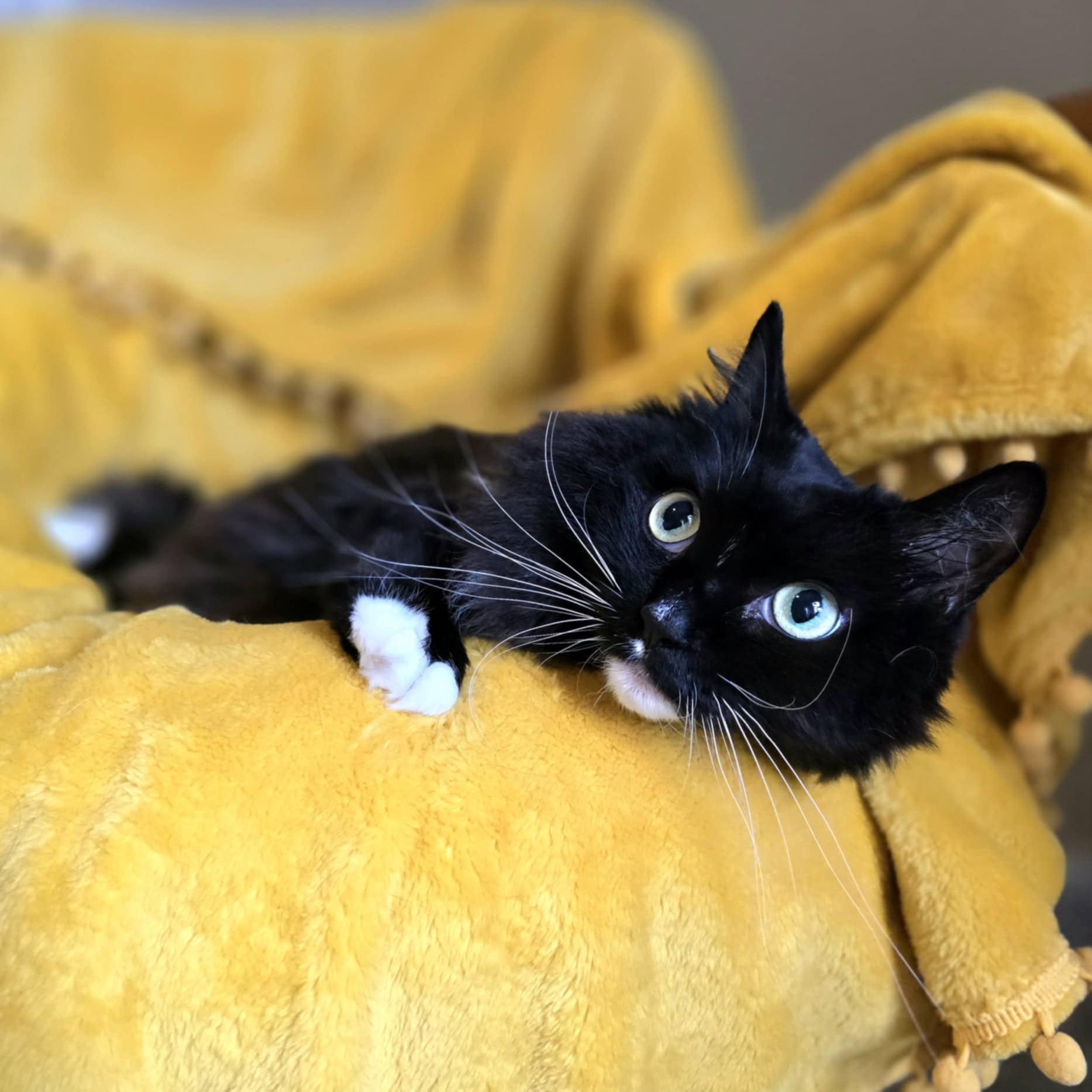 Spock and T'Pau, a Adoptable Domestic Long Hair in Charlotte, NC image 3/5