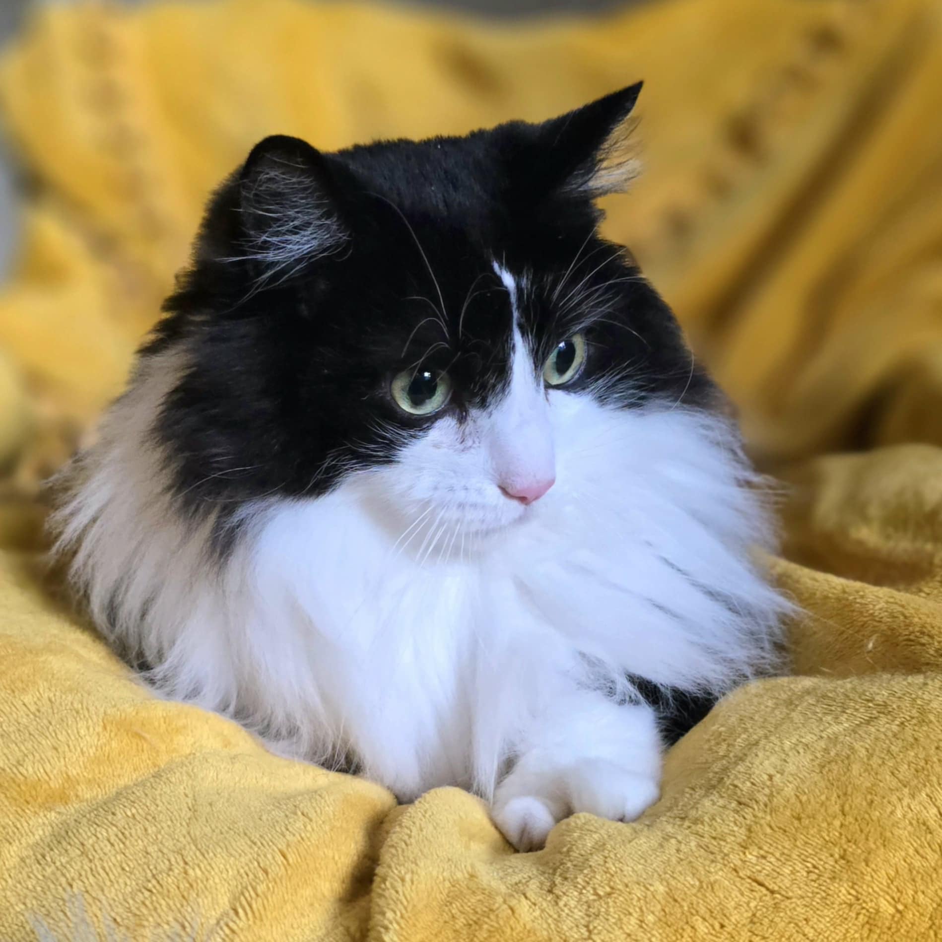 Spock and T'Pau, a Adoptable Domestic Long Hair in Charlotte, NC image 4/5