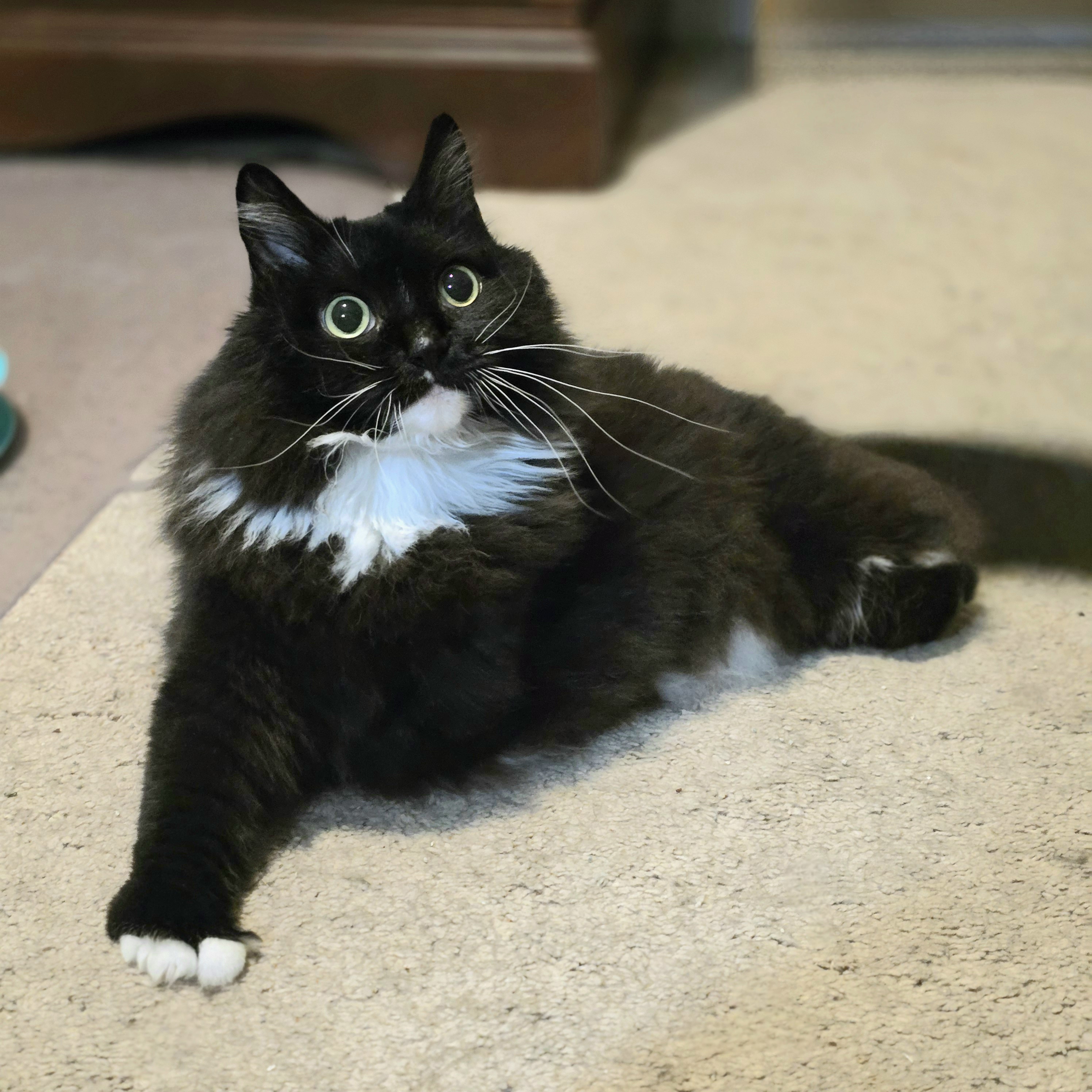 Spock and T'Pau, a Adoptable Domestic Long Hair in Charlotte, NC image 2/5