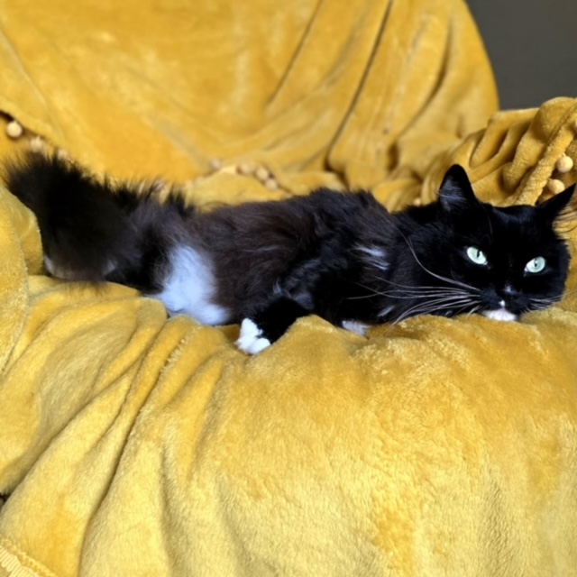 Spock and T'Pau, a Adoptable Domestic Long Hair in Charlotte, NC image 5/5