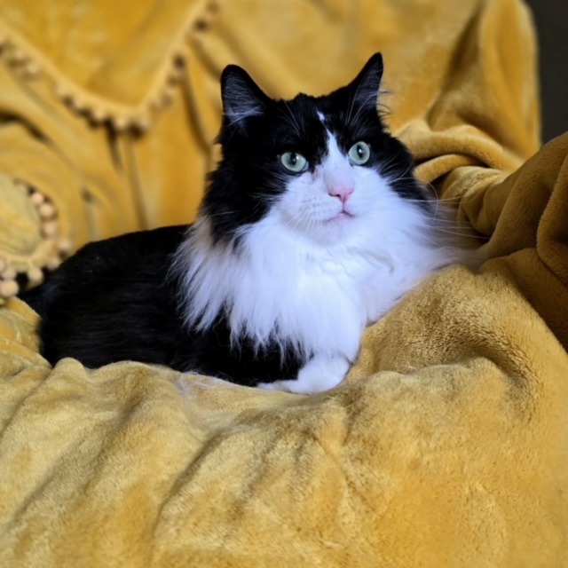 Spock and T'Pau, a Adoptable Domestic Long Hair in Charlotte, NC image 1/5