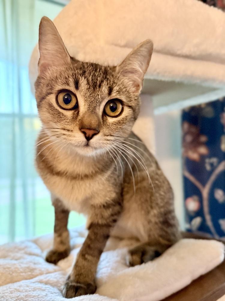 Amber — thumbnail 2